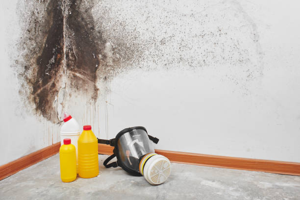 Best Mold Cleaning Services  in Stone Ridge, NY