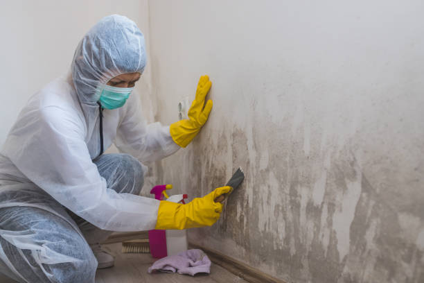 Home Mold Removal in Stone Ridge, NY
