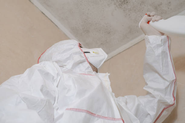 Best Toxic Mold Removal  in Stone Ridge, NY