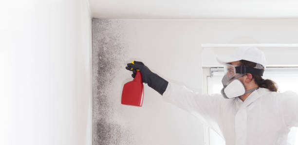 Best Same-Day Mold Removal  in Stone Ridge, NY
