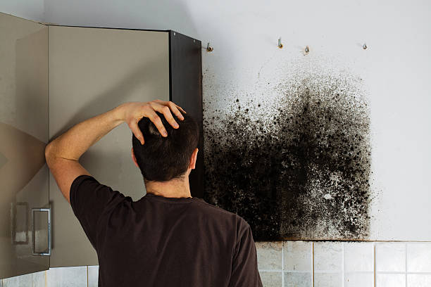 Best Best Mold Removal Companies  in Stone Ridge, NY